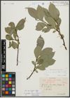 Foto von Salix appendiculata Vill. x Salix glabra Scop.